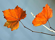 秋天枫叶植物枯黄图片素材