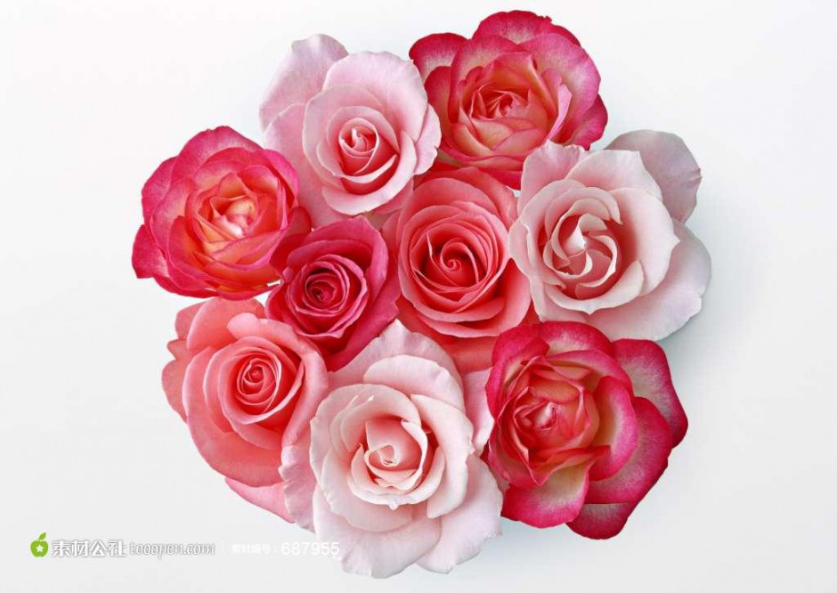 点击大图看下一张：粉玫瑰花图片浪漫花束背景分享