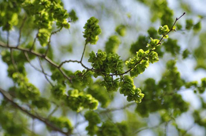 点击大图看下一张：青皮榆树图片葱绿繁茂