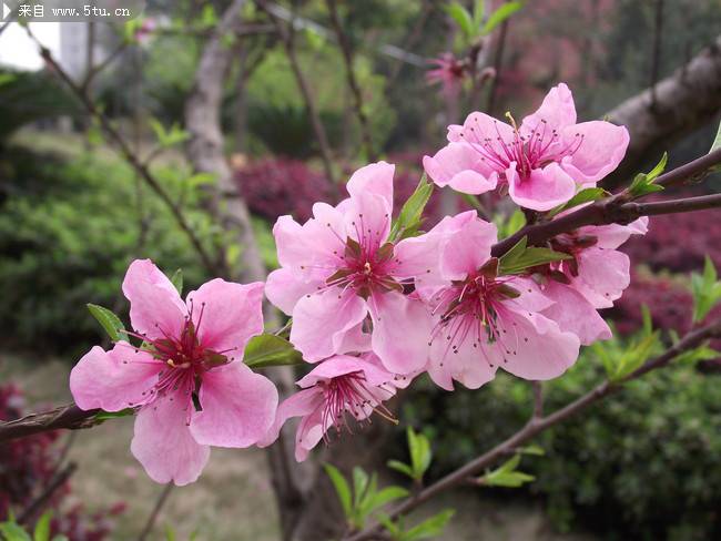 点击大图看下一张：花团锦簇的桃花摄影图片