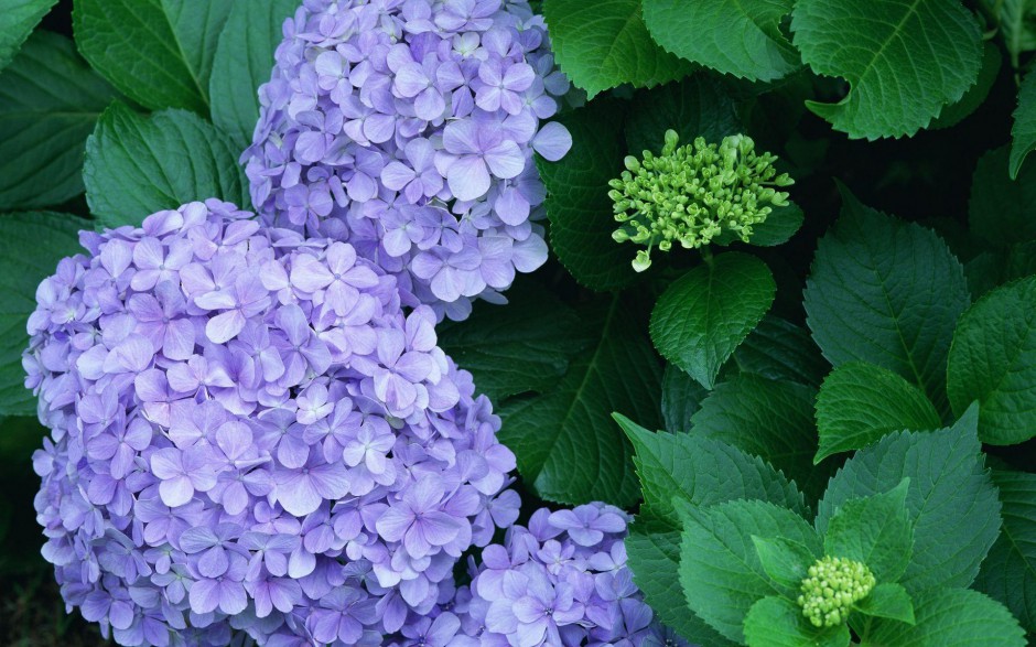 点击大图看下一张：紫色的美丽花朵高清图片