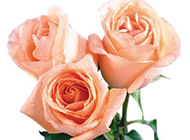 超清唯美的玫瑰花束图片
