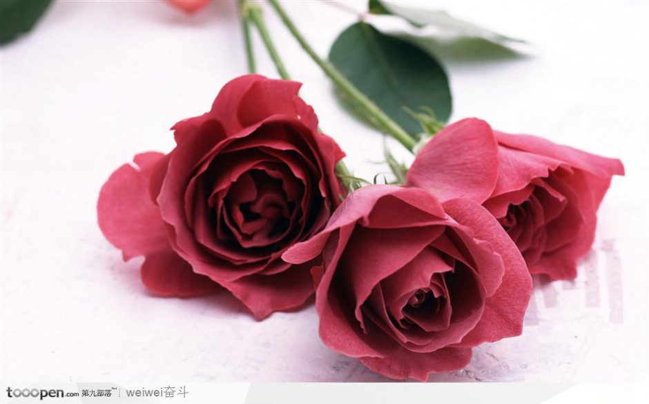 点击大图看下一张：红玫瑰鲜花摄影图片
