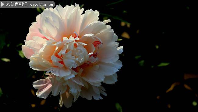 点击大图看下一张：花朵硕大的芍药花摄影图片