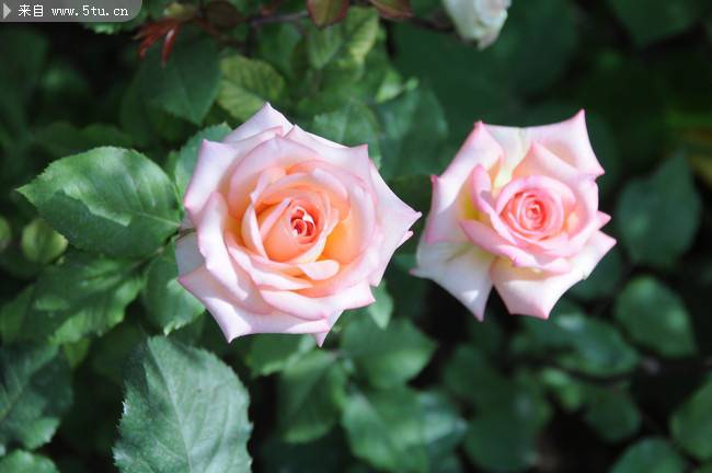 点击大图看下一张：粉红玫瑰花开图片