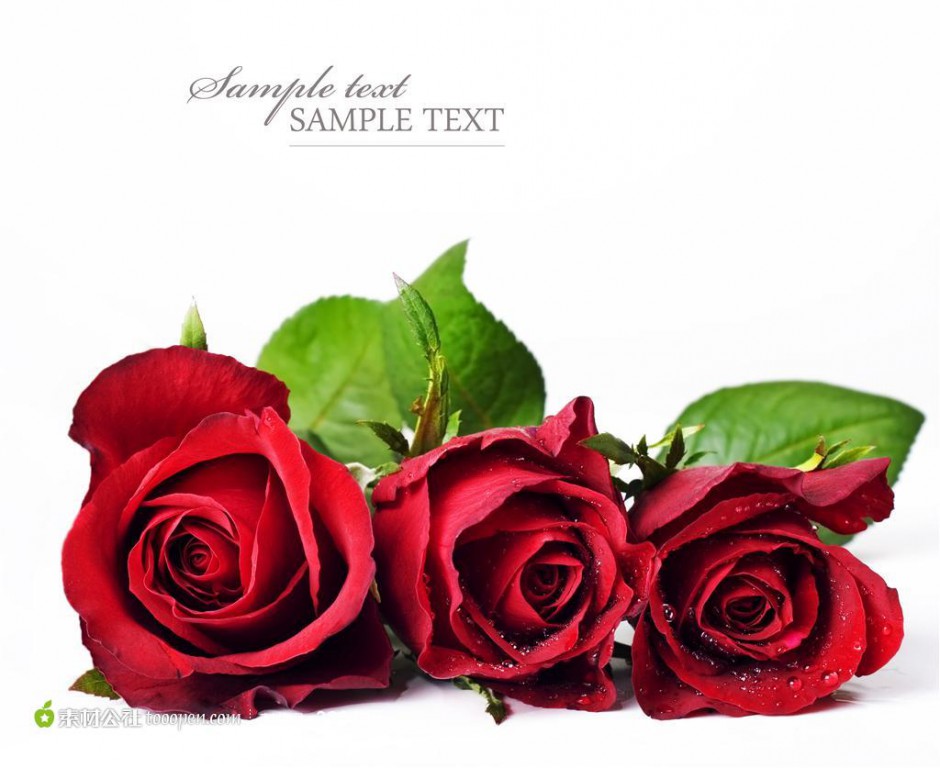 点击大图看下一张：高清带水珠红玫瑰花图片素材