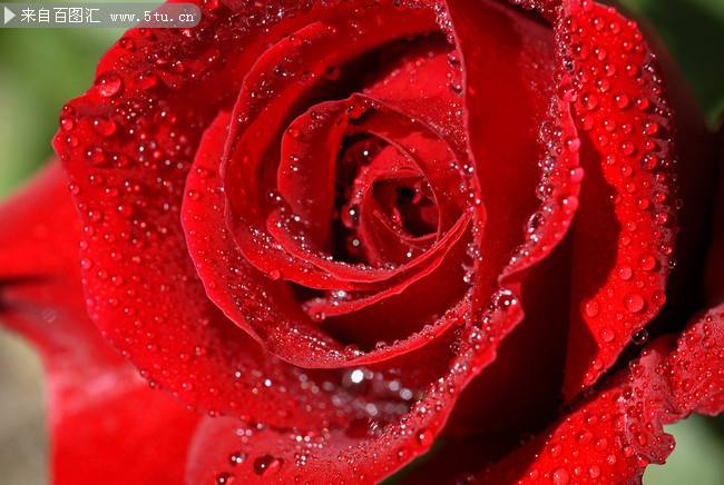 点击大图看下一张：带水滴的红玫瑰唯美图片