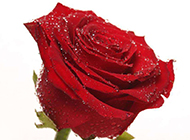 红玫瑰素材精致唯美
