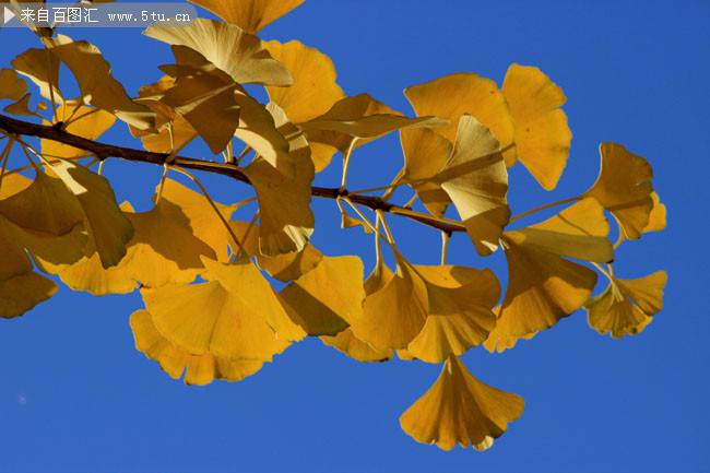 点击大图看下一张：秋天的银杏树叶唯美图片