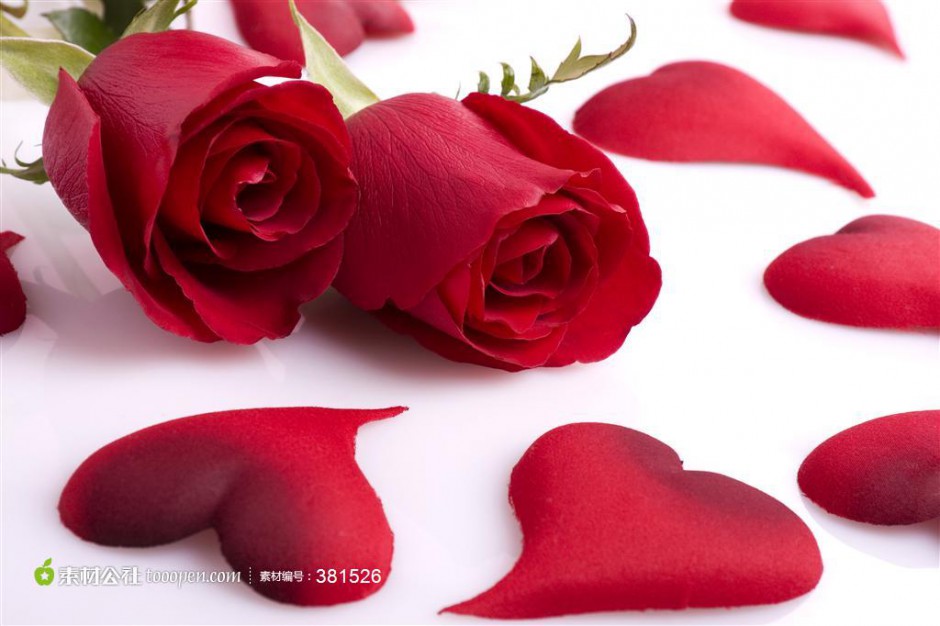 点击大图看下一张：浪漫娇艳的红玫瑰花图片