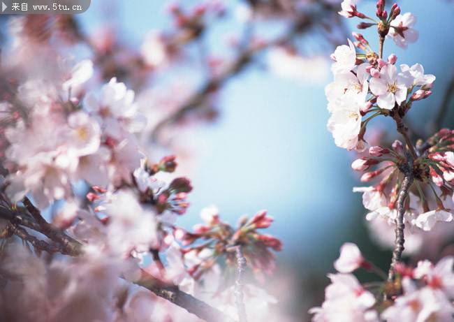 点击大图看下一张：微距樱花摄影图片赏析