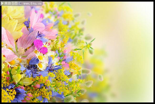 点击大图看下一张：春天鲜花缤纷背景图片素材