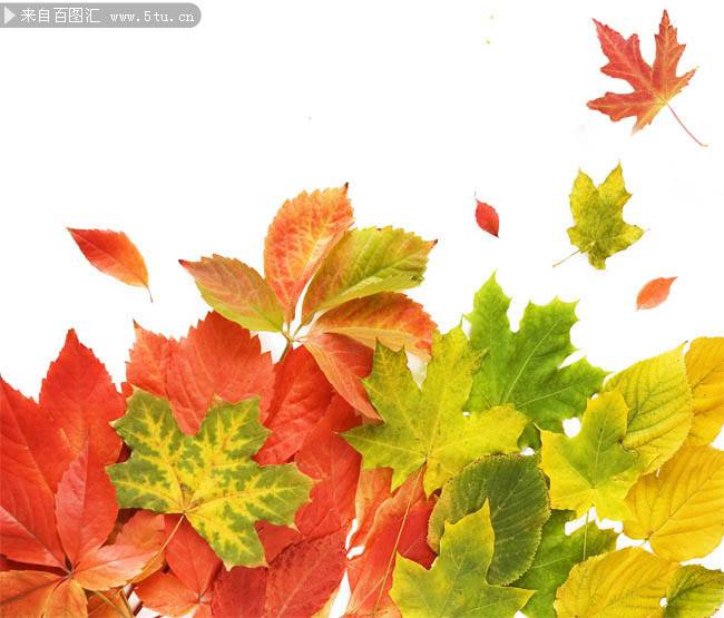 点击大图看下一张：秋天枫叶图片微距特写