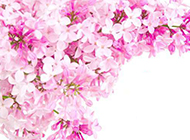 淡粉色鲜花背景素材时尚精美