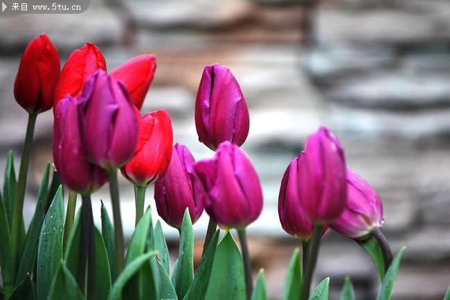 点击大图看下一张:紫色郁金香高清图片赏析