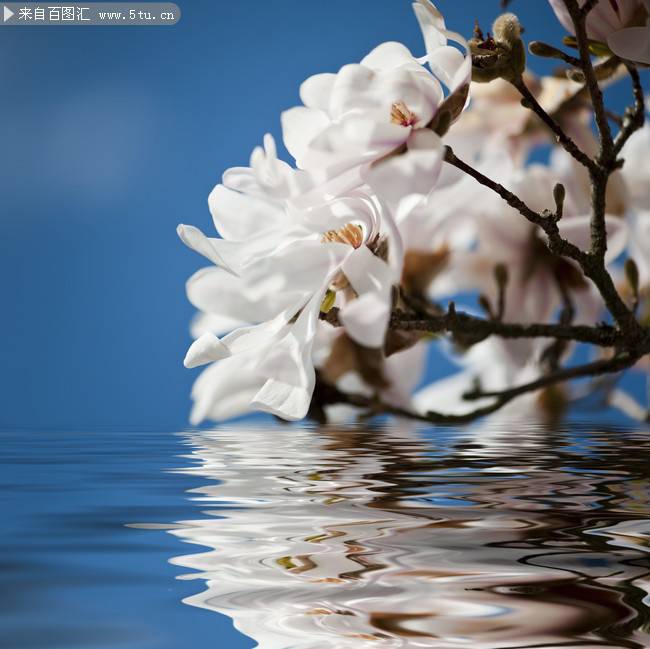 点击大图看下一张：淡雅清新的白色玉兰花图片欣赏
