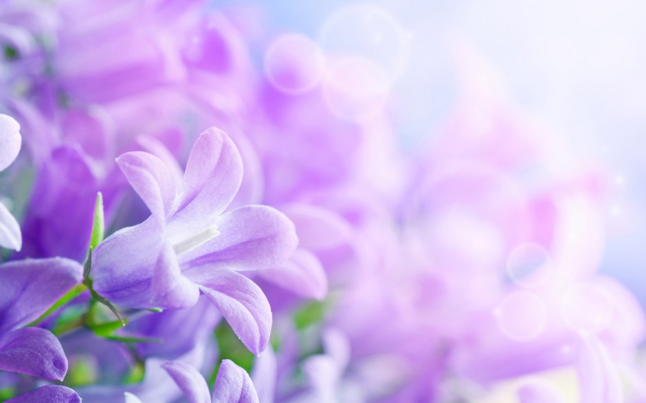 点击大图看下一张：紫色的唯美浪漫花卉图片素材