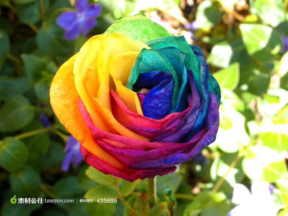 点击大图看下一张：迷人美丽的七彩玫瑰花图片