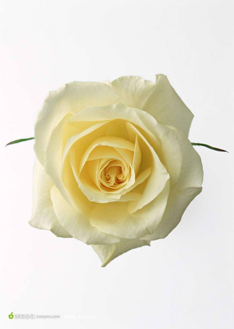 点击大图看下一张：纯洁的黄玫瑰花高清特写图片