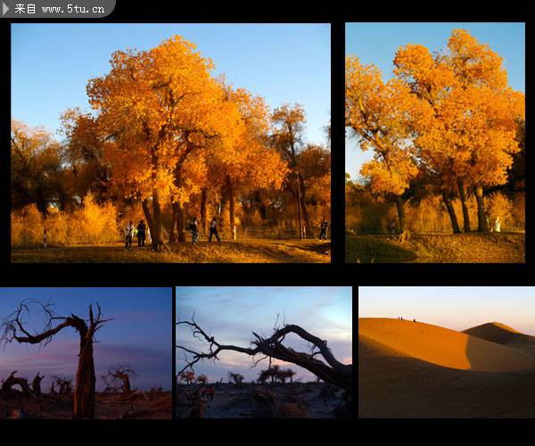 点击大图看下一张：萧瑟伤感秋天的银杏树图片