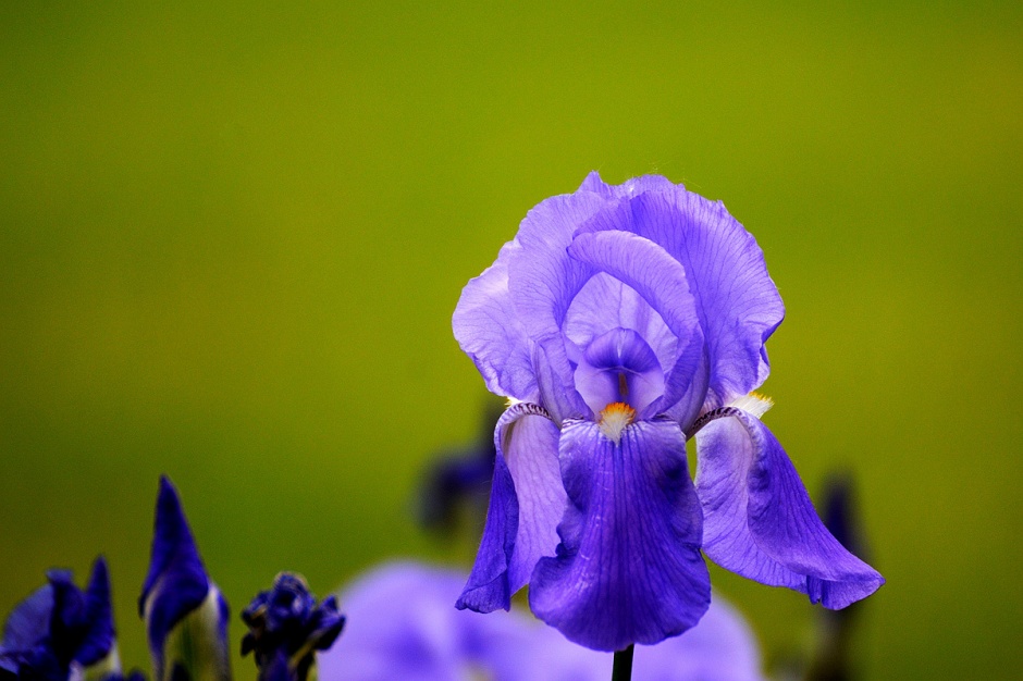 点击大图看下一张：紫色德国鸢尾唯美植物图片