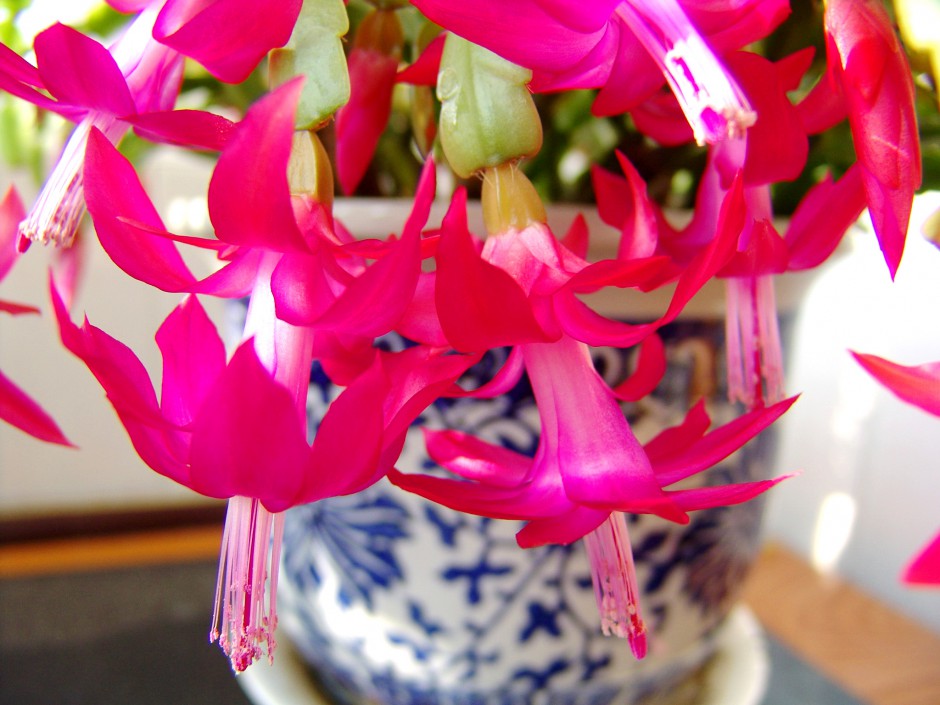 点击大图看下一张:蟹爪兰娇艳花瓣图片素材