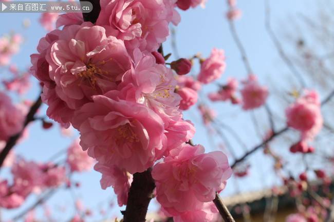 点击大图看下一张：美丽的桃花超清特写图片