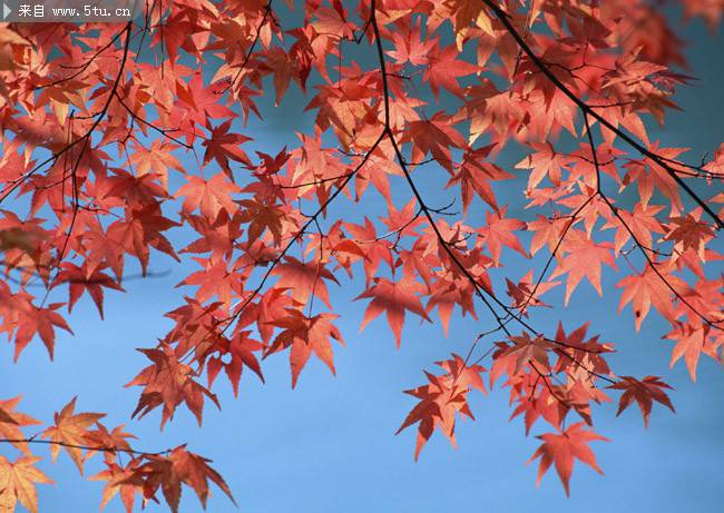 点击大图看下一张：浪漫秋天红色枫叶图片素材