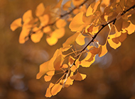 冬天的银杏树叶唯美写真图片
