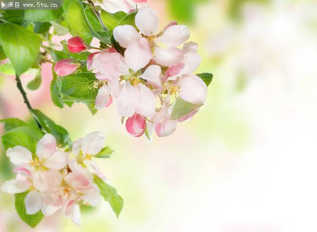 点击大图看下一张：樱花植物图片摄影精选