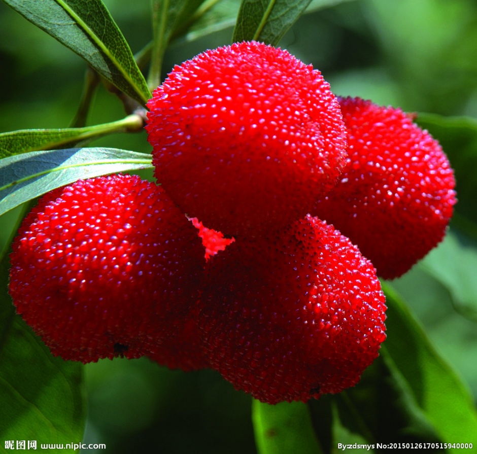 点击大图看下一张:杨梅红满枝头高清大图