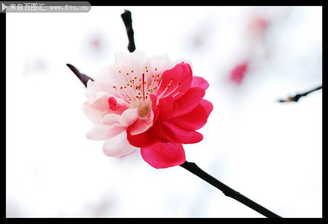 点击大图看下一张：娇艳的樱花特写图片