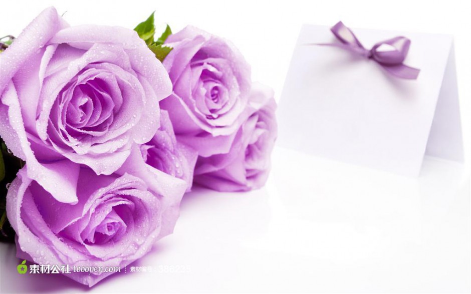 点击大图看下一张：珍贵独特的紫玫瑰唯美图片