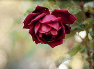 一朵唯美的红玫瑰花图片