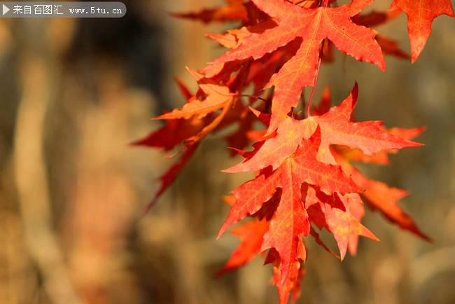 点击大图看下一张：秋天红色枫叶图片特写