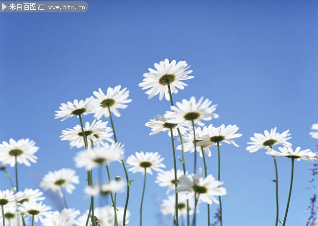 点击大图看下一张：蓝天下白色野菊花图片摄影