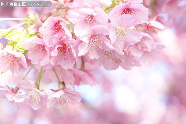 点击大图看下一张：唯美粉色樱花背景图片素材