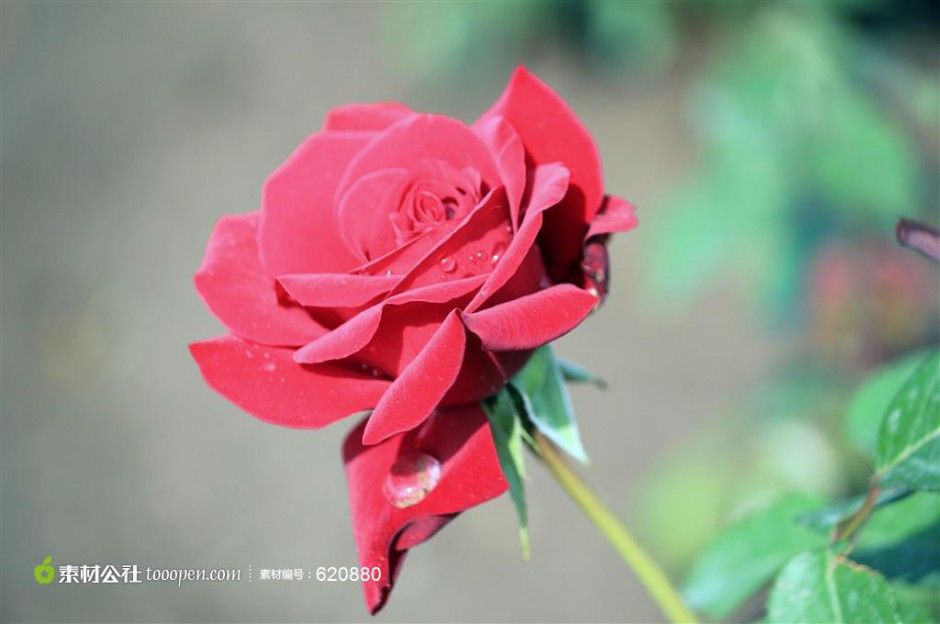点击大图看下一张：娇艳的玫瑰花唯美图片