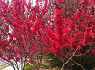 美丽的日本红樱花图片赏析