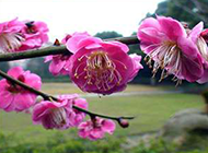 春天清新粉嫩樱花摄影图片