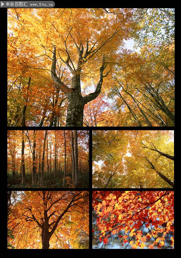 点击大图看下一张：秋天金黄迷人的枫树摄影图片