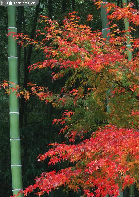 点击大图看下一张：秋日的枫叶与绿竹图片