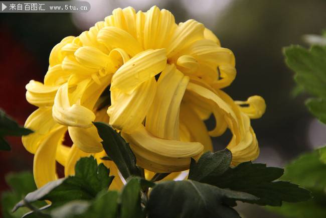 点击大图看下一张：黄色菊花高清摄影图片素材