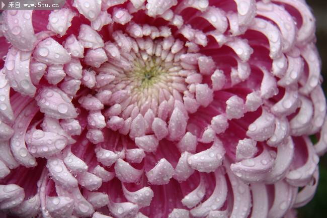 点击大图看下一张：含苞待放的唯美粉菊花图片