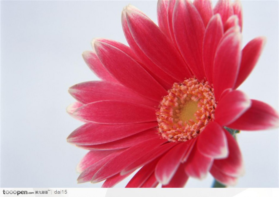 点击大图看下一张：一朵俏丽的粉色非洲菊图片