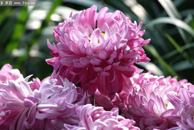 点击大图看下一张：紫菊花图片精美鲜花摄影素材