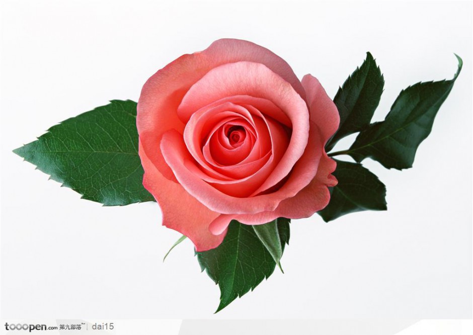 点击大图看下一张：粉色玫瑰图片微距特写