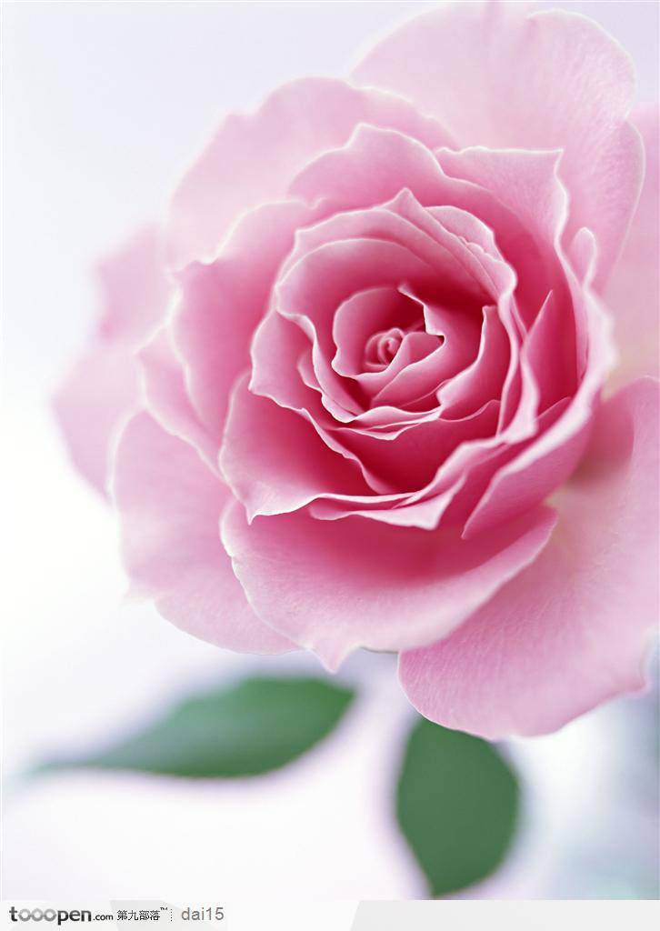 点击大图看下一张：粉玫瑰花微距高清摄影图片壁纸