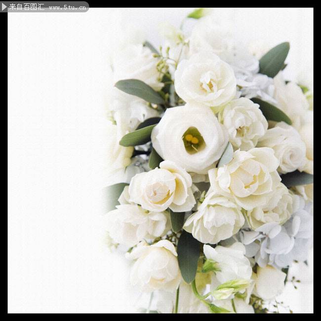 点击大图看下一张：白色鲜花背景图片素材