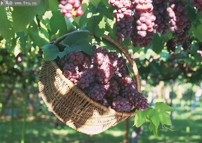 点击大图看下一张：篮子里的葡萄水果图片